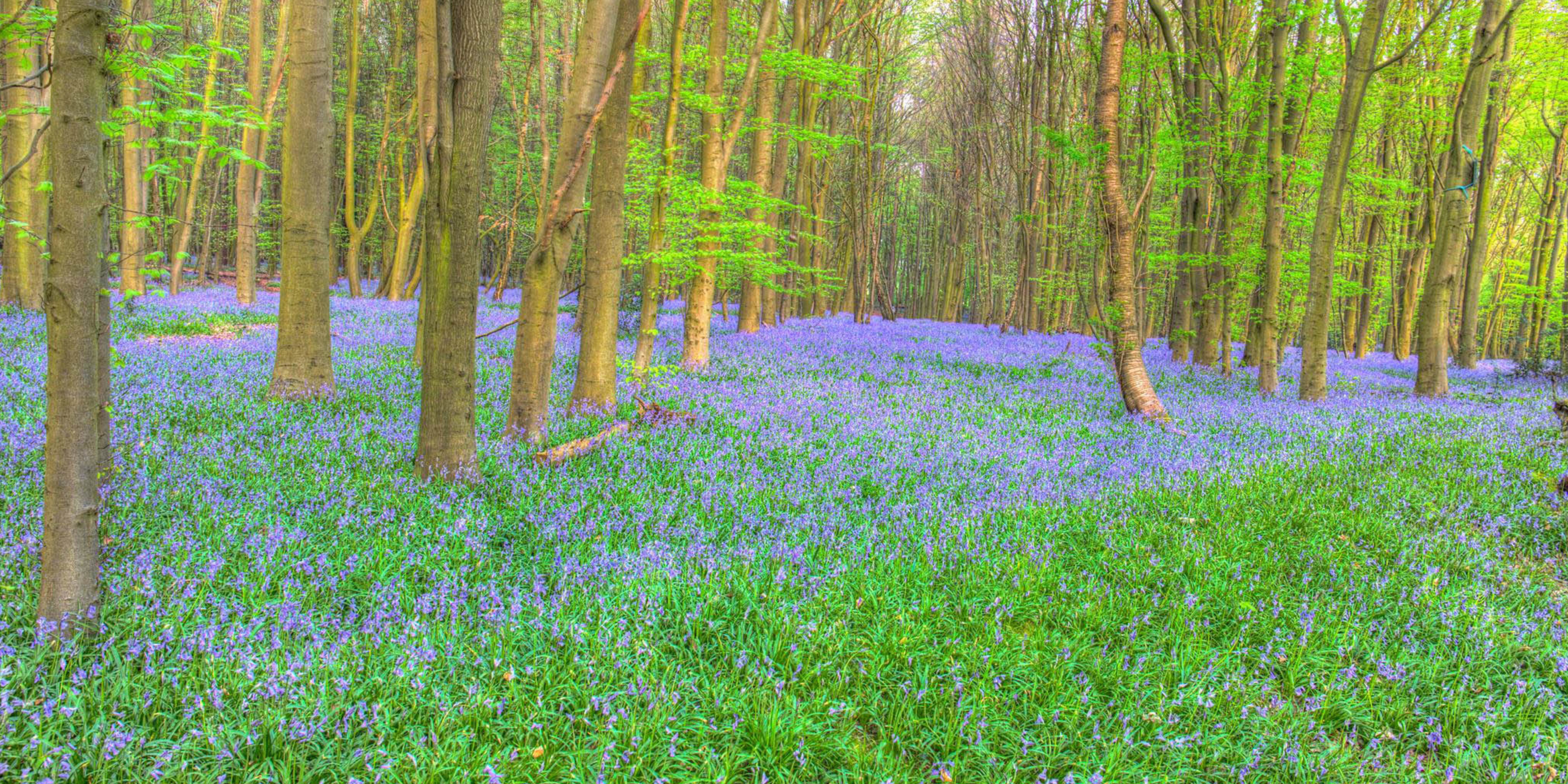 10 Bluebells Pryors Wood