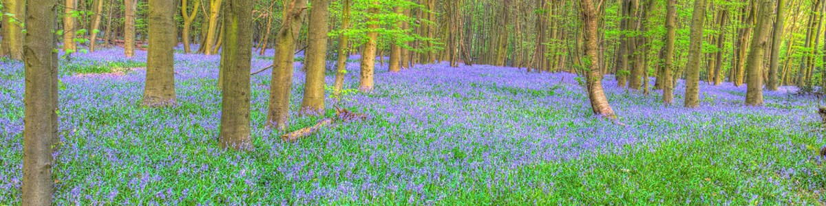 10 Bluebells Pryors Wood