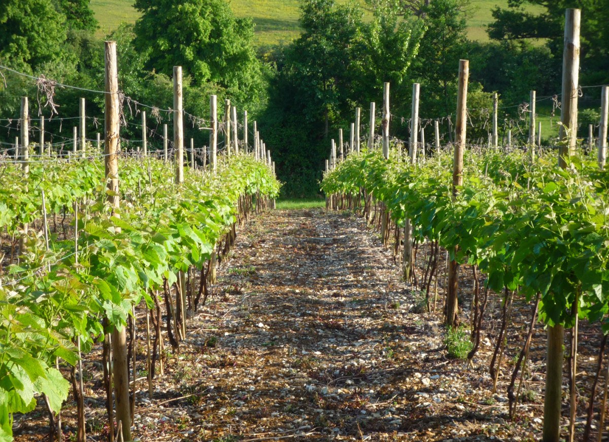 dacorum_vineyard.jpg